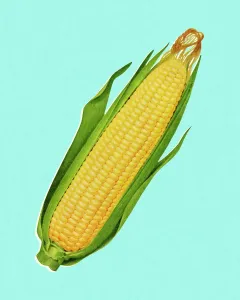 Fine Art Storehouse Print: Cob of Corn Illustration