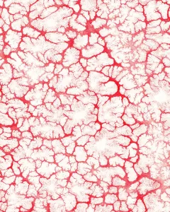 Captivating Fine Art Prints: Pattern