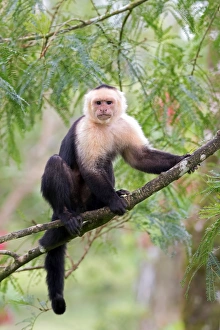 Capuchin monkey (Cebus capucinus) Costa Rica Capuchin monkey (Cebus capucinus) Costa Rica