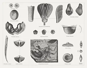 Carboniferous fossils, wood engravings, published in 1878 Carboniferous fossils, wood engravings, published in 1878