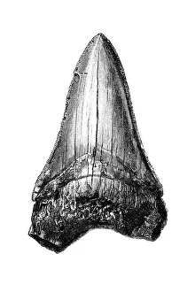 Science art/paleontology art illustrations/carcharodon megalodon tooth Science art/paleontology art illustrations/carcharodon megalodon tooth