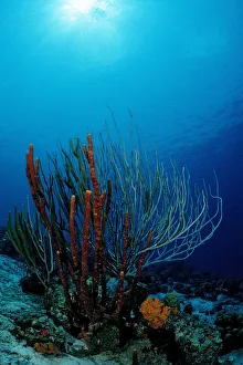 Caribbean coral reef, Cuba, Caribbean Sea Caribbean coral reef, Cuba, Caribbean Sea