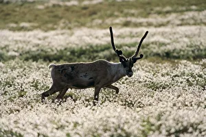 Caribou (Rangifer tarandus) and cottongrass Caribou (Rangifer tarandus) and cottongrass