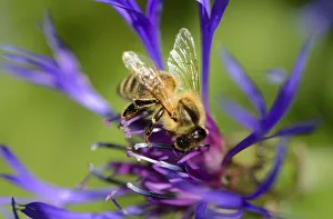 Carnolian honey bee -Apis mellifera var carnica-, on blue flower of mountain knapweed or Carnolian honey bee -Apis mellifera var carnica-, on blue flower of mountain knapweed or