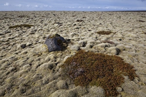 Carpet of moss, South Iceland, Iceland, Europe Carpet of moss, South Iceland, Iceland, Europe