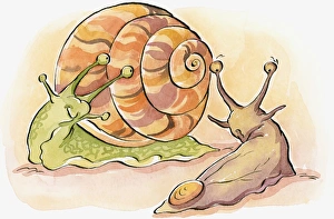 Cartoon of Garden Snail (helix aspera) with green body and multi coloured shell Cartoon of Garden Snail (helix aspera) with green body and multi coloured shell