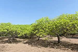 Cashew -Anacardium occidentale- trees on a plantation, cultivation of cashew nuts Cashew -Anacardium occidentale- trees on a plantation, cultivation of cashew nuts