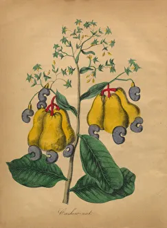 Cashew Nut Victorian Botanical Illustration Cashew Nut Victorian Botanical Illustration