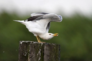 Caspian Gull (Larus cachinnans) stretching Caspian Gull (Larus cachinnans) stretching