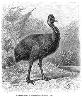 Cassowary bird engraving 1895 Cassowary bird engraving 1895