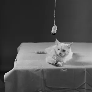 Cat sitting on table and soft toy hanging in foreground Cat sitting on table and soft toy hanging in foreground