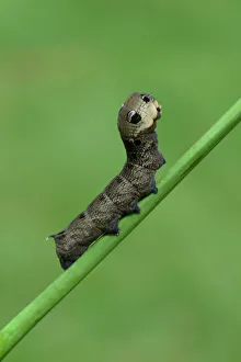 Caterpillar, Elephant Hawk-moth -Deilephila elpenor-, Emsland, Lower Saxony, Germany Caterpillar, Elephant Hawk-moth -Deilephila elpenor-, Emsland, Lower Saxony, Germany