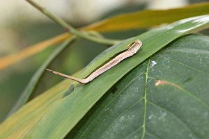 Caterpillar of the purple mort bleu butterfly -Eryphanis polyxena-, found in South America Caterpillar of the purple mort bleu butterfly -Eryphanis polyxena-, found in South America
