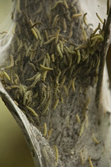Caterpillars of the Ermine Moth -Yponomeuta sp.-, Bergisches Land, North Rhine-Westphalia, Germany Caterpillars of the Ermine Moth -Yponomeuta sp.-, Bergisches Land, North Rhine-Westphalia, Germany