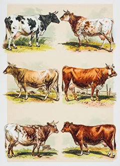 Magical world illustration/palmer illustrated collection/cattle breeds engraving 1882 Magical world illustration/palmer illustrated collection/cattle breeds engraving 1882