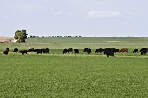 Cattle grazing in grassland, Nebraska Panhandle, Nebraska, USA Cattle grazing in grassland, Nebraska Panhandle, Nebraska, USA