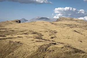 Cattle herd, Simien Mountains National Park, Ras Dashen, Ethiopia Cattle herd, Simien Mountains National Park, Ras Dashen, Ethiopia