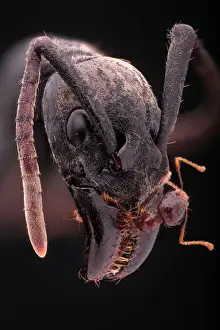 Images Dated 26th May 2013: Soldier Ant Prey in Mandibles Print, DR Congo