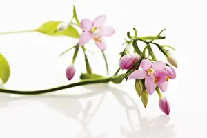 Pink Rose Blooms Prints: Centaury (Centaurium)