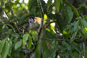 Central American Squirrel Monkey -Saimiri oerstedii-, Sierpe, Puntarenas Province Central American Squirrel Monkey -Saimiri oerstedii-, Sierpe, Puntarenas Province