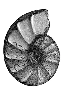 Famous influential people/ceratites extinct genus ammonite cephalopods Famous influential people/ceratites extinct genus ammonite cephalopods