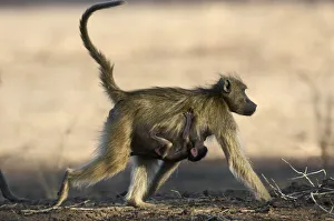 Chacma Baboon, Mana Pools National Park, Zimbabwe Chacma Baboon, Mana Pools National Park, Zimbabwe