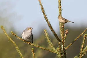 Chaffinch -Fringilla coelebs- being angry with a cuckoo -Cuculus canorus-, Allgau, Bavaria, Germany Chaffinch -Fringilla coelebs- being angry with a cuckoo -Cuculus canorus-, Allgau, Bavaria, Germany