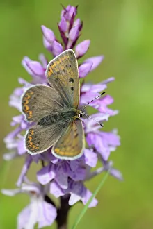 Chalkhill Blue -Polyommatus coridon- male on Orchis, Trenchtling, Hochschwab, Styria Chalkhill Blue -Polyommatus coridon- male on Orchis, Trenchtling, Hochschwab, Styria