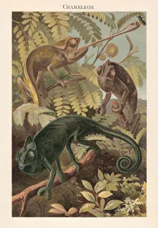Chameleon (Chamaeleonidae), lithograph, published in 1897 Chameleon (Chamaeleonidae), lithograph, published in 1897