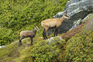 Chamois -Rupicapra rupicapra-, mother with young, Bernese Oberland, Switzerland Chamois -Rupicapra rupicapra-, mother with young, Bernese Oberland, Switzerland