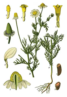 chamomile, Italian camomilla, German chamomile, Hungarian chamomile, wild chamomile chamomile, Italian camomilla, German chamomile, Hungarian chamomile, wild chamomile