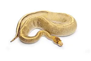 Prints of Champagne Calico Ball Python or Royal Python -Python regius-, female Ball Python Prints: Champagne Calico Ball Python Print