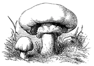 Champignon mushroom (Agaricus bisporus) known as common mushroom, button mushroom Champignon mushroom (Agaricus bisporus) known as common mushroom, button mushroom