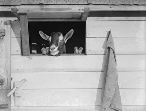 Champion Goat Champion Goat