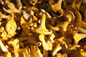 Chanterelles -Cantharellus cibarius-, Upper Bavaria, Bavaria, Germany Chanterelles -Cantharellus cibarius-, Upper Bavaria, Bavaria, Germany