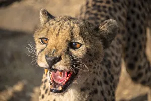 Cheetah -Acinonyx jubatus-, Khomas, Namibia Cheetah -Acinonyx jubatus-, Khomas, Namibia
