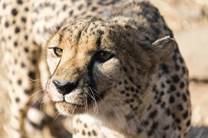 Cheetah -Acinonyx jubatus-, Khomas, Namibia Cheetah -Acinonyx jubatus-, Khomas, Namibia