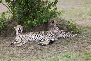 Cheetah -Acinonyx jubatus- with young, Masai Mara National Reserve, Kenya, East Africa Cheetah -Acinonyx jubatus- with young, Masai Mara National Reserve, Kenya, East Africa