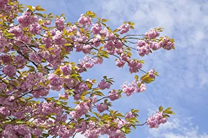 Cherry blossoms, Altes Land fruit-growing region, Lower Saxony, Germany, Europe Cherry blossoms, Altes Land fruit-growing region, Lower Saxony, Germany, Europe