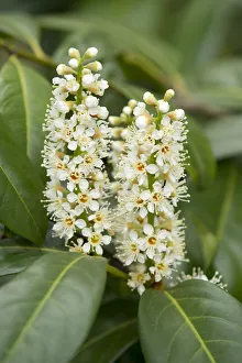 Cherry Laurel or Common Laurel -Prunus laurocerasus, Laurocerasus officinalis- flowers Cherry Laurel or Common Laurel -Prunus laurocerasus, Laurocerasus officinalis- flowers