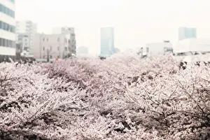 Cherry Blossom Trees Prints: Cherry trees in full bloom