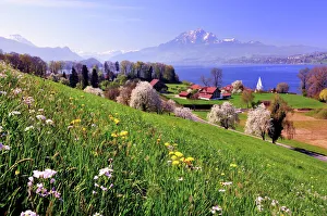 Cherry trees in full bloom at Lake Lucerne, view of Mount Pilatus, Greppen, Canton of Lucerne, Switzerland