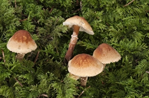 Chestnut Dapperling -Lepiota castanea-, Untergroeningen, Baden-Wuerttemberg, Germany Chestnut Dapperling -Lepiota castanea-, Untergroeningen, Baden-Wuerttemberg, Germany
