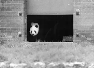 Images Dated 1972: Giant Panda Print - Chi Chi at London Zoo 1972