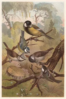 Chickadees (Paridae), lithograph, published in 1882 Chickadees (Paridae), lithograph, published in 1882