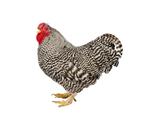Chicken (Gallus gallus domesticus), Wyandotte Bantam cockerel Chicken (Gallus gallus domesticus), Wyandotte Bantam cockerel