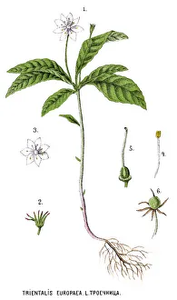 chickweed-wintergreen or arctic starflower chickweed-wintergreen or arctic starflower