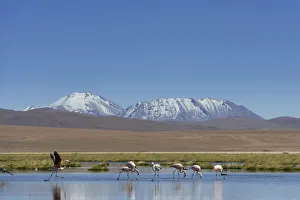 Chilean Flamingos -Phoenicopterus chilensis- at a lake in the highlands Chilean Flamingos -Phoenicopterus chilensis- at a lake in the highlands