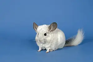 Chinchilla Print by Fine Art Storehouse