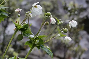 Chinese or Japanese anemone -Anemone hupehensis-, invasive plant in Hawaii, Big Island Chinese or Japanese anemone -Anemone hupehensis-, invasive plant in Hawaii, Big Island